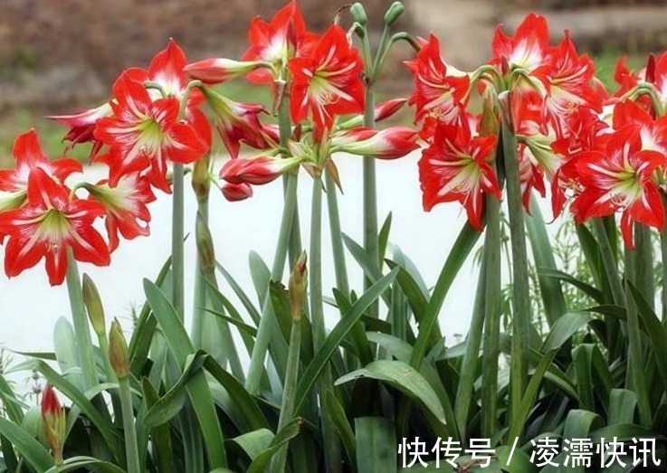 养朱顶红，3个“禁忌”别触碰，否则叶子全黄，根系腐烂难开花