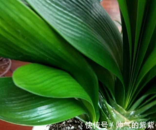 侧芽|发现君子兰“鼓大包”,一定要重视,原因有3个,其中两个是惊喜