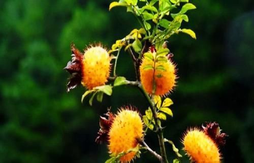 每天晚上坚持吃3种食物,美容养生、延缓衰老,好吃又不贵!