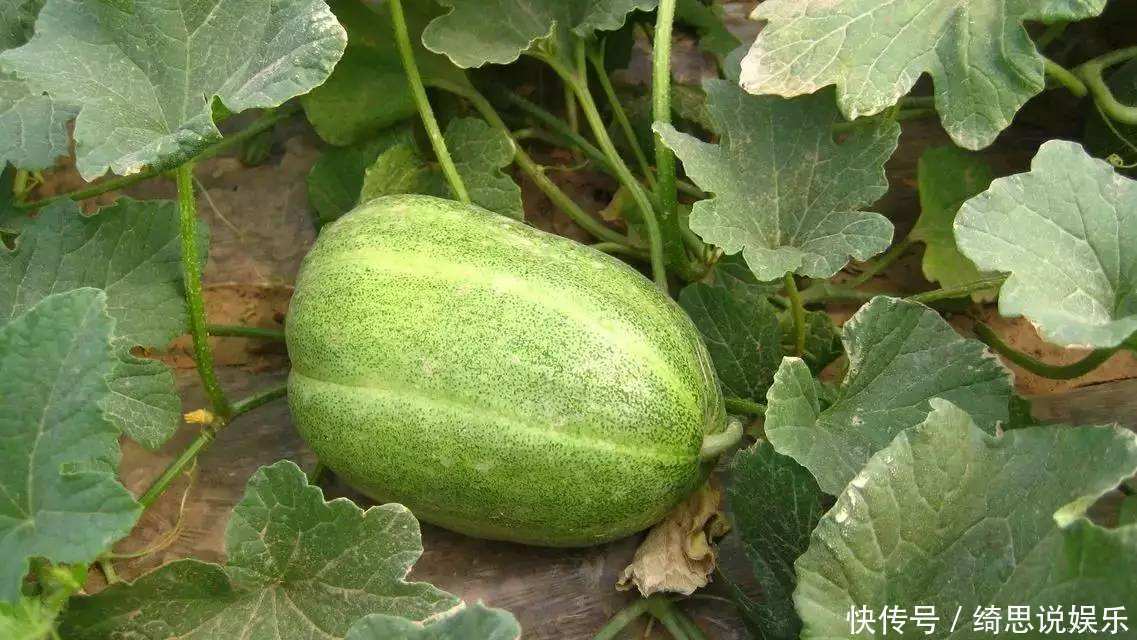 不用熟透就能吃,种阳台上不用管,一年不用买菜!