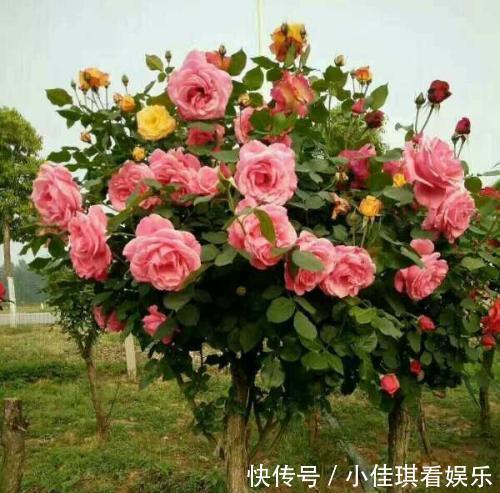 树状|少抽两包烟,也要种此花,一年花开280天,一株开三色,埋土就活