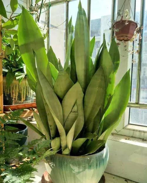 春羽|种健康花，家里养一盆，格调高寿命长，干净，健康，运气好