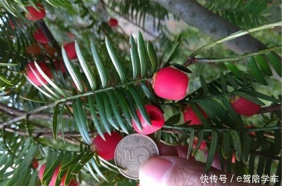 从来不黄叶,人称“长寿树”,家中养棵“它”,红红绿绿贼好看!