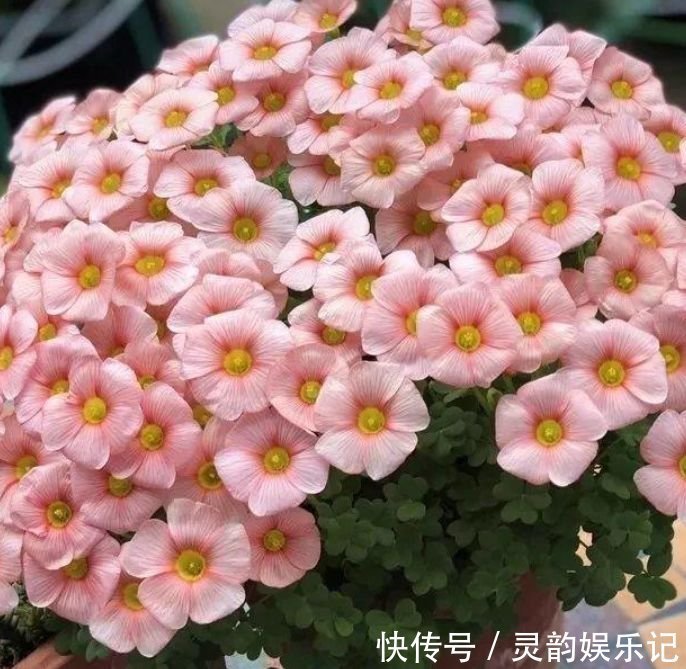 瑞香瑞香|4种花漂亮又好养，比牡丹好看，沾土就活，给点水就开花不断