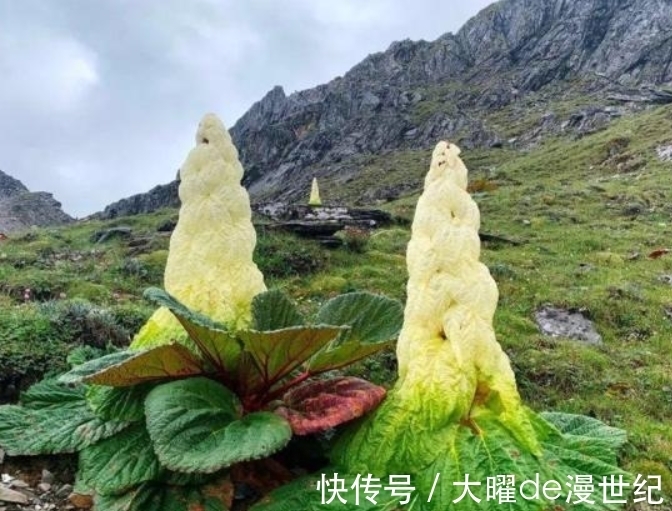喜马拉雅山最“神秘”的植物，寿命仅有七年，一生只开一次花