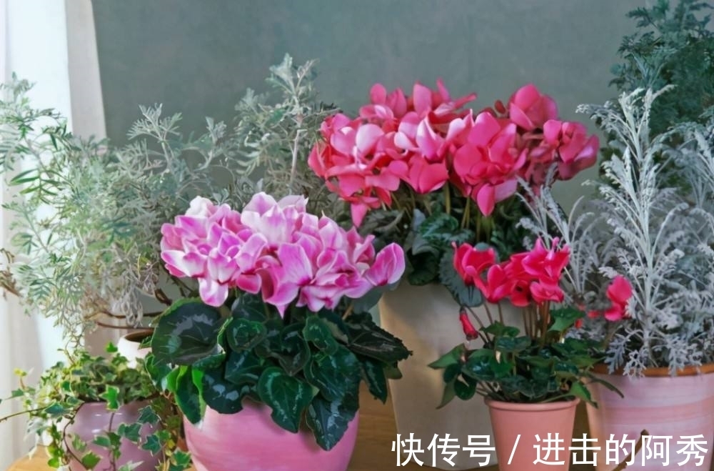 20种“坑人花”,真的很难养,没有三五年的养花经验,别入坑