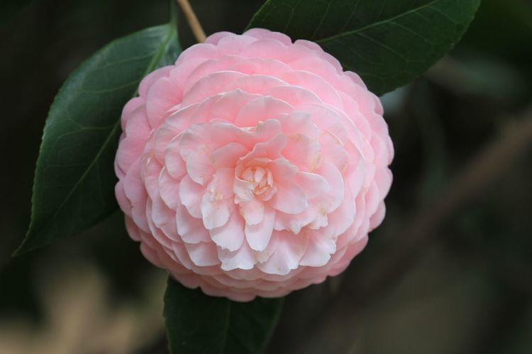 刚买来的茶花总是掉蕾教你一招,茶花爆盆不是事,还能延长花期