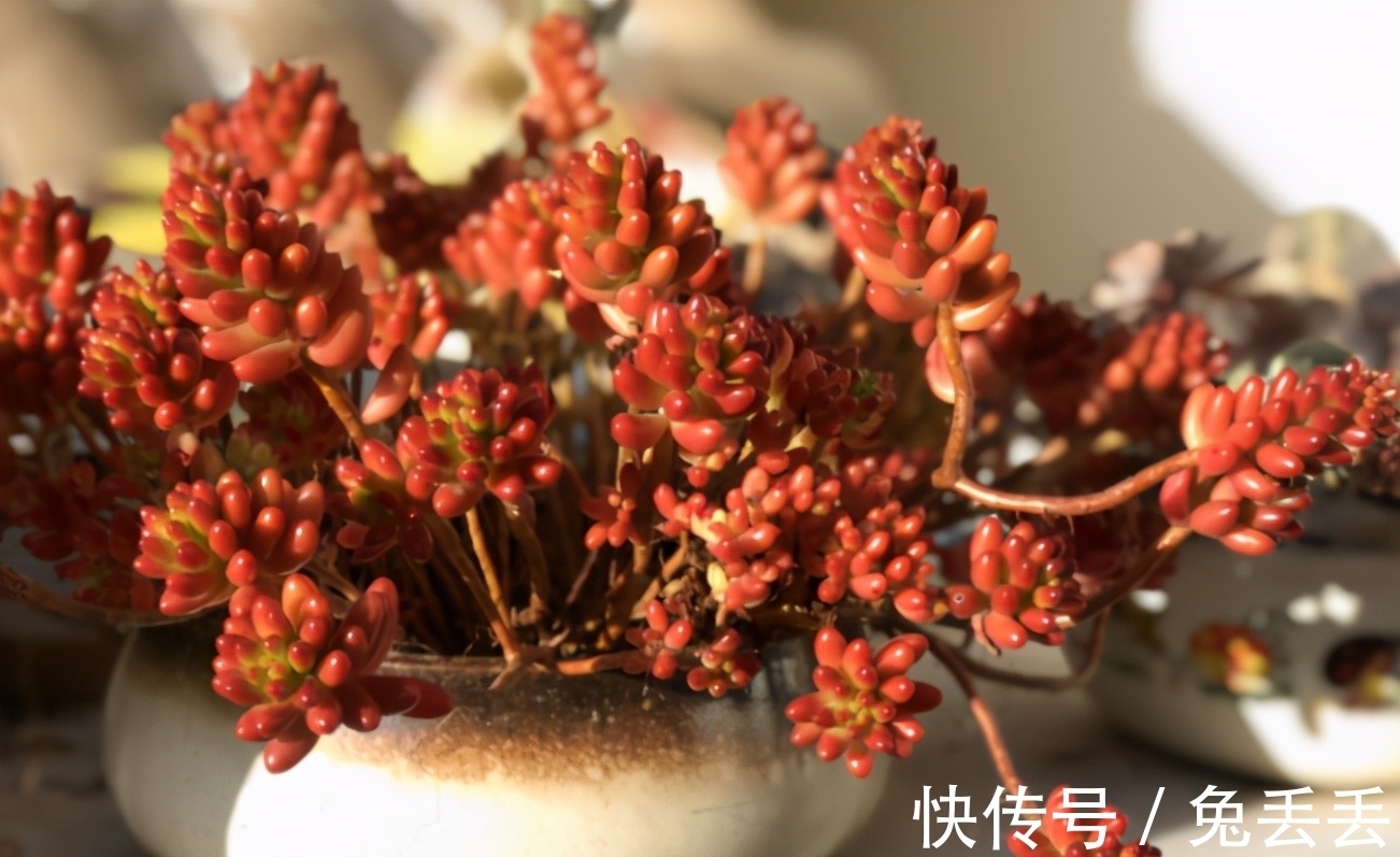 繁殖多肉的途径：砍头茎插、拿叶子催根育苗