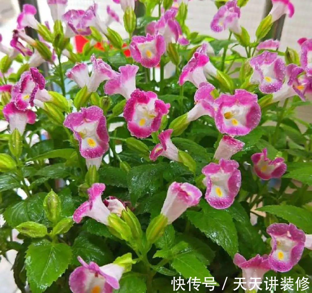 肥大花|7种“漂亮花”，天热要加“大肥”，肥大花大，缺肥耽误一年花