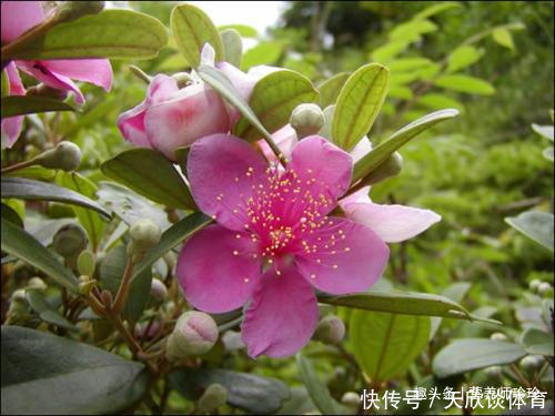 植物|2种植物，若你在山上还能见到，请好好珍惜，用来煲汤好处多