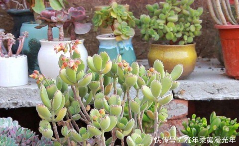 盆土碱性大教你“1招”,轻松调节酸碱度,养任何花都事半功倍