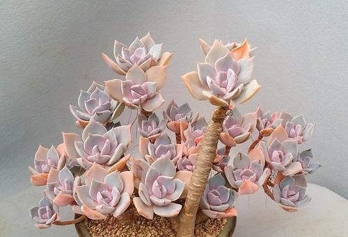 景天科多肉|6种漂亮多肉,越老越美丽,长成小老桩,人人见了都赞叹不已!