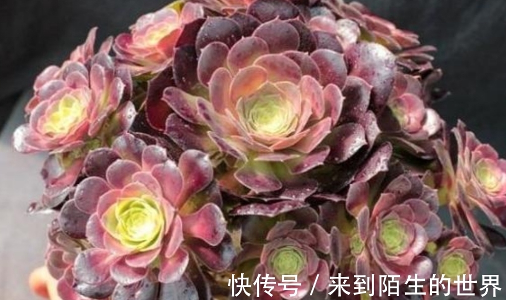 养多肉黑法师，单头变成多头，只需简单一刀，就能长出多个花头