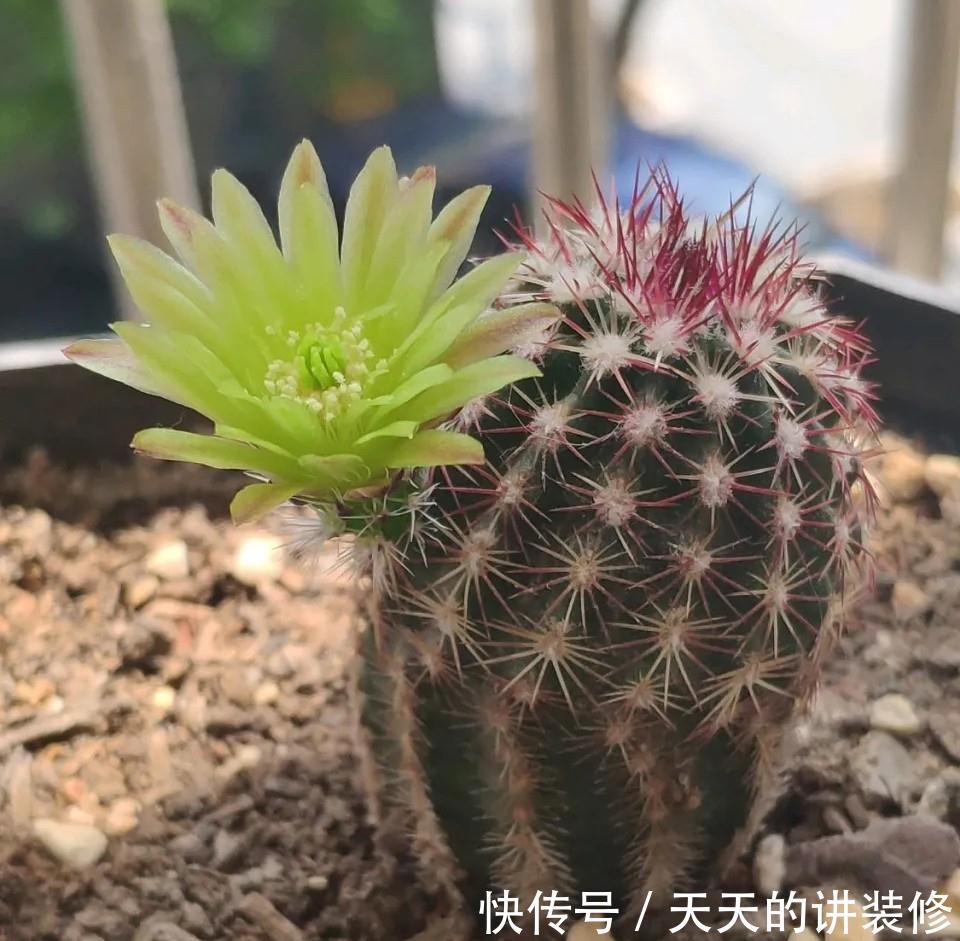 仙人球会开花吗，你的仙人球不开花，可能是你忽略了3点