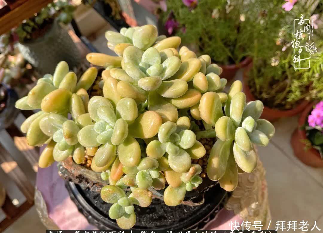 多肉与我，不负时光韶华！