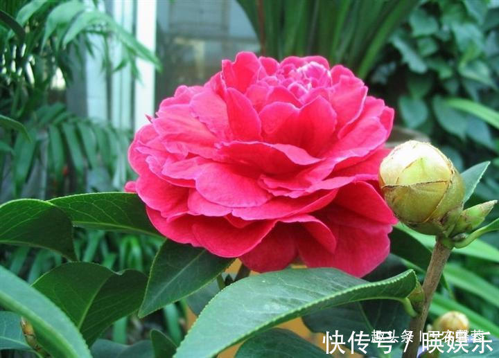 养护|茶花秋季养护诀窍,记住几点,叶子翠绿不黄叶,花开艳丽爆盆