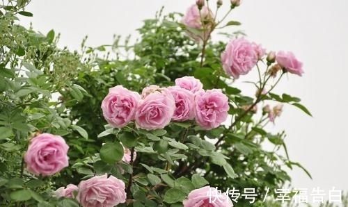 天竺葵|家里有院子种什么花比较合适,这几种可以考虑下