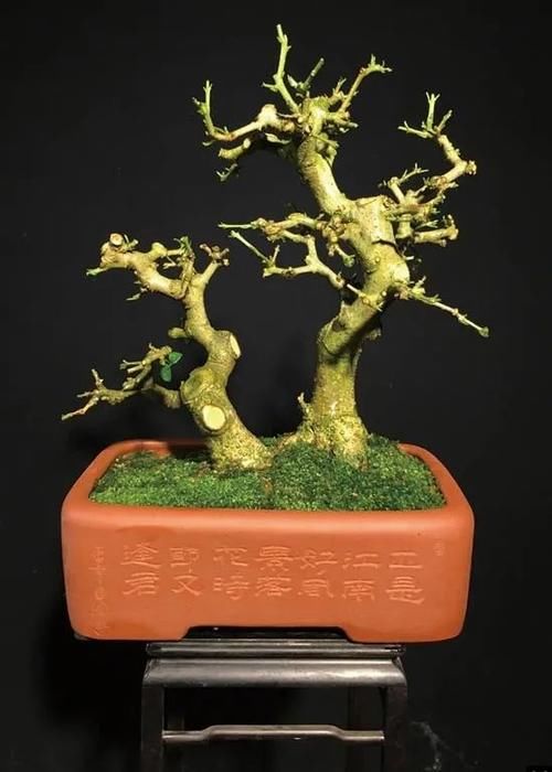 双干式盆景不一定要连体，两株对节白蜡即能成双杆，要不试试？