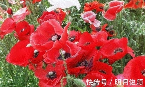 虞美人|这几种花“毒”性太大了,不管他有多好看都不要在室内养殖!