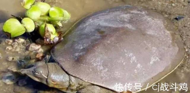 小溪|野生甲鱼价值很高,农村有很多小河流,怎么知道里边有没有甲鱼?