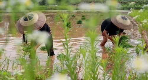  符合|俗语“芒种端午前，处处有荒田”，今年符合此情况，有什么说法？