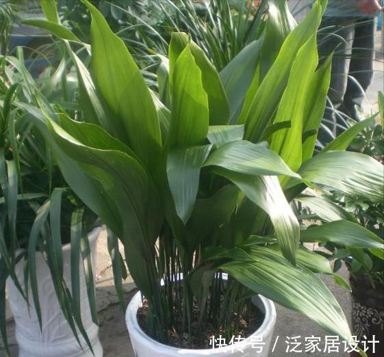 太阳花|8种“漂亮花”,堪称“不死花”,随便养一养,新芽爆满缸