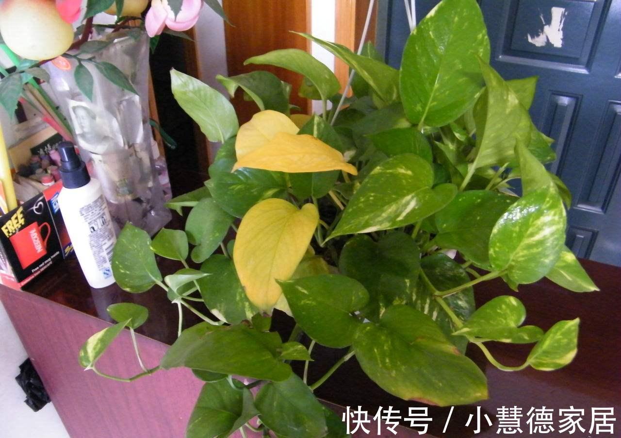 秋冬天冷，怎么“保全”植物盆栽？通过这些途径御寒就好了