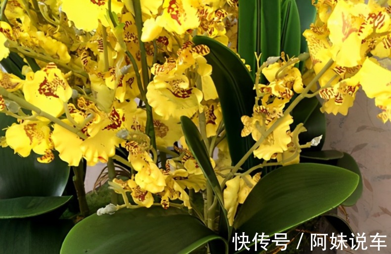 新手养兰花就养文心兰,寓意好、颜值高,盆栽要点仅有3个