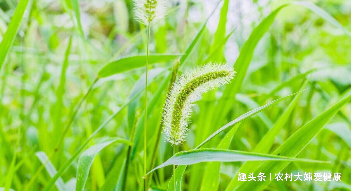 子宫肌瘤|农村人把此物当“救命草”,用它泡水喝,妇科炎好了,防月经不调