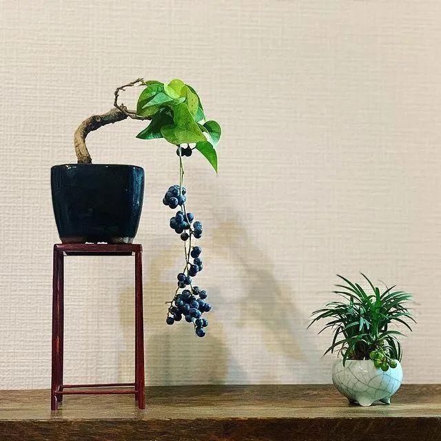 山野草，也高雅！