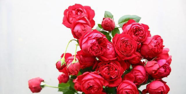 耐寒|全年开花,花美又香甜,花量巨大,好养的盆栽,耐寒耐热不生病