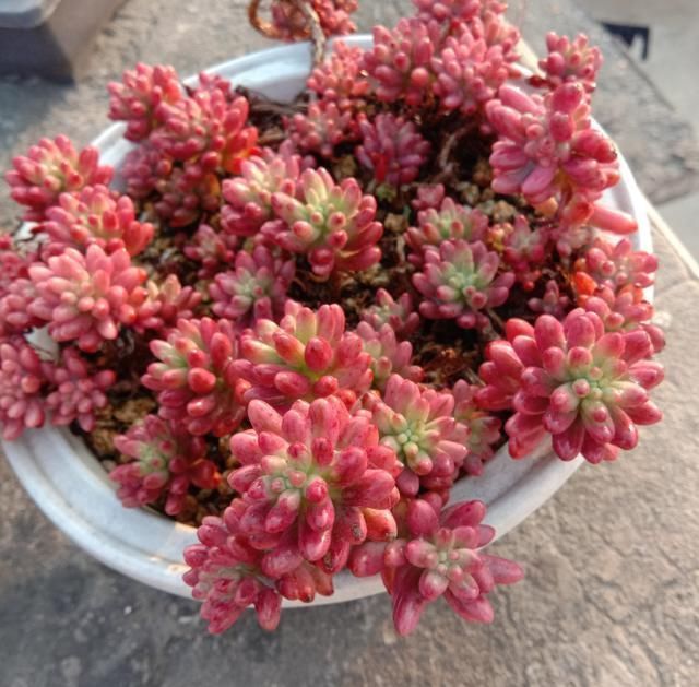 从小|养了5年多肉,从小白变成大神,这些经验送你了