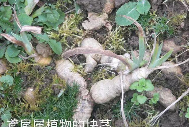 仙客来|想要养好球根花卉,这4点要注意,赶紧学起来,每年都可以开花