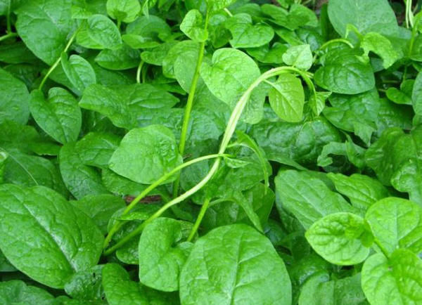 經常食用木耳菜可降血壓、益肝、清熱涼血、利尿、防便秘