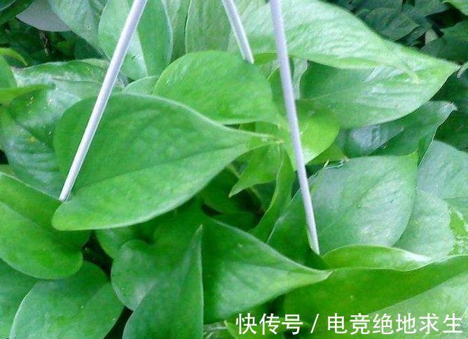 冬季室内养3种花,施肥要当心,学会此样做,越长越旺盛