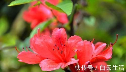 花卉|此3种花生长环境很特殊，就喜欢酸性土，长得欢开花多，花色娇艳