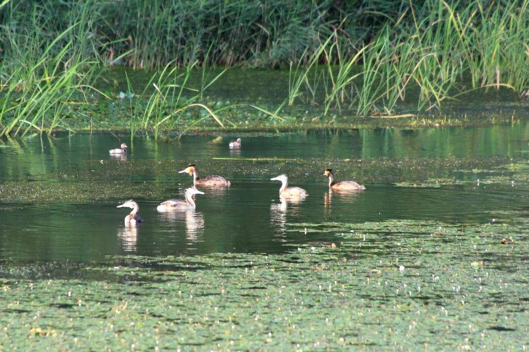 辽宁|辽宁湿地生态游逐渐走红