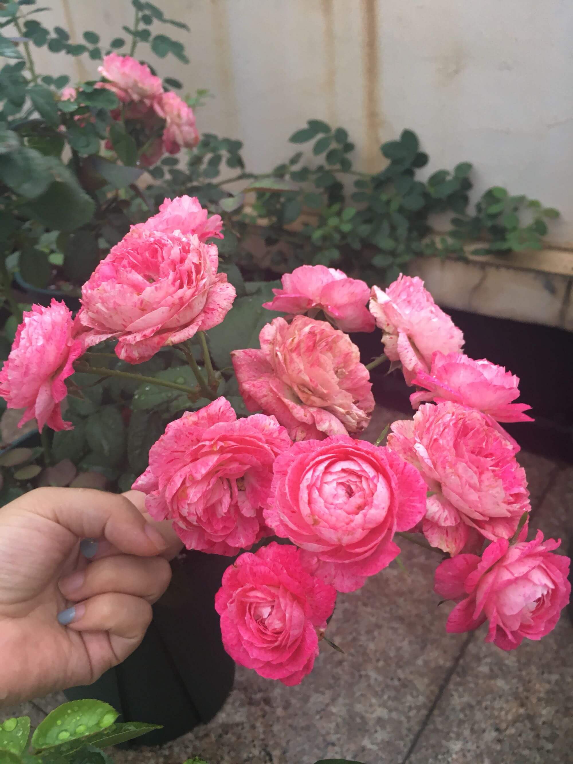 此盆栽号称开花机器，周年开花，花多易爆盆，香气怡人，还超好养