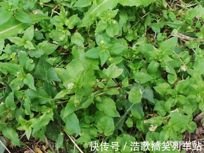 鹅肠菜|以前喂猪的野菜,如今竟成了保健菜,好吃又营养,很多人不了解