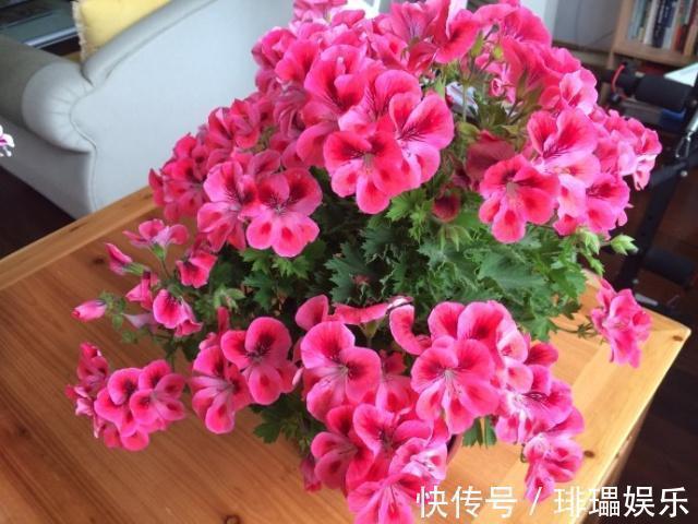 养分|家里常扔的一种“皮”,水里泡一泡,浇花响当当,叶片肥壮花儿旺