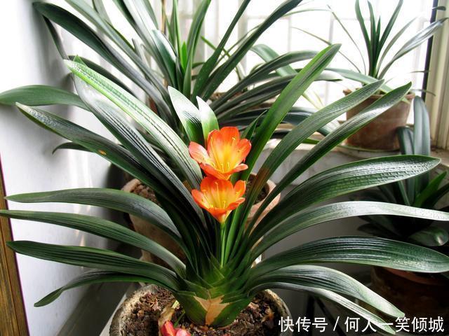 松针|冬天养花,这个垃圾提前备点,养君子兰、兰花最好使,还不用花钱