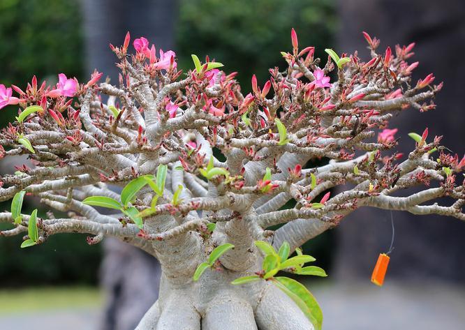 技巧|盆景树桩配盆技巧,你确定盆选对了