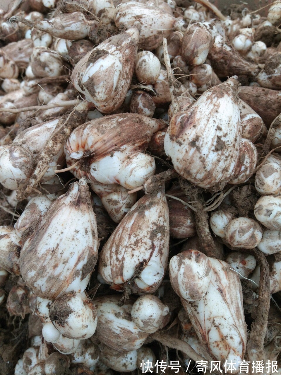 10月“值得”养5种球根花,10天就生根,养2月就开花