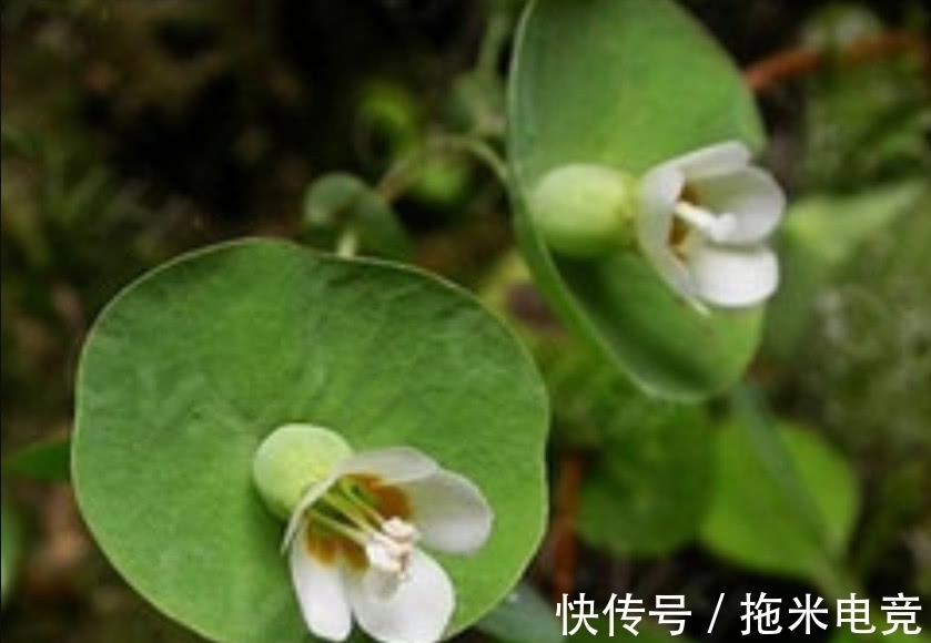 野草|农村人称“穿心莲”,山区石缝中的稀罕物品,如果有幸遇见别采摘