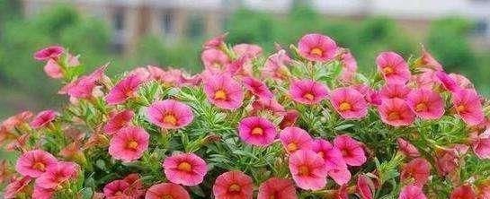 浇水|养花也要看基本功,这几个护根法不学会,养啥啥死