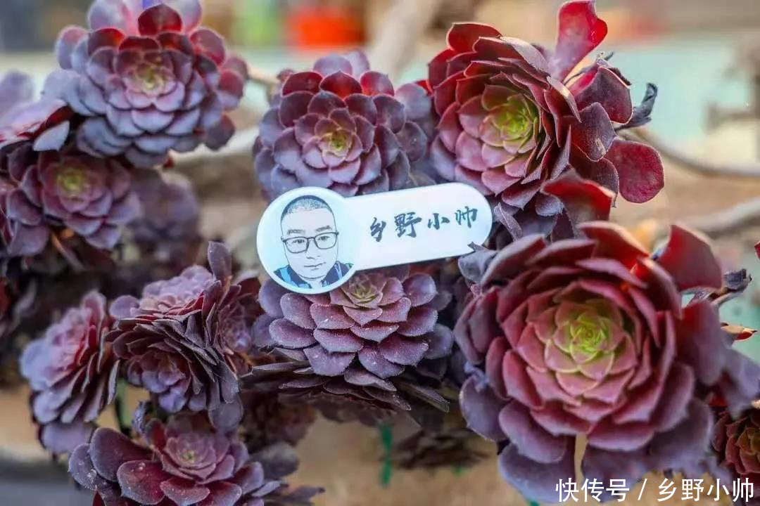 多肉|这几种肉肉耐高温,休眠时间短,喜欢多肉的你值得拥有