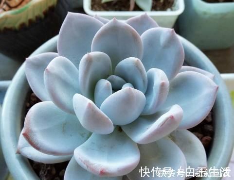 不会养多肉，记住3个“关键点”，植株不徒长，叶子肥肥状态美