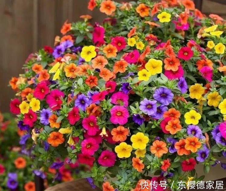 四种花常年开花易爆盆,花朵烂漫迷人,开花一茬又一茬