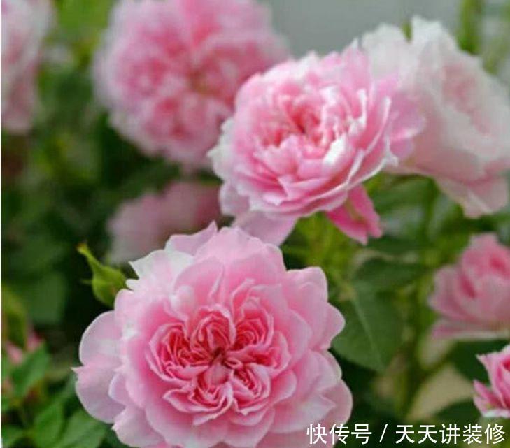 几种花好养又漂亮,谁见了都喜欢,养护起来很简单