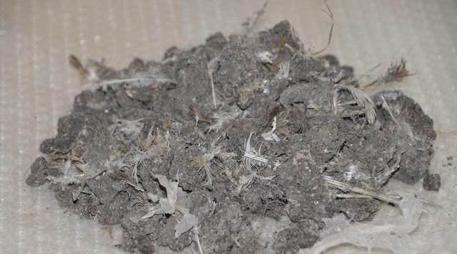 养分|家中的盆栽君子兰长侧芽的怎么办呢这样处理最完美